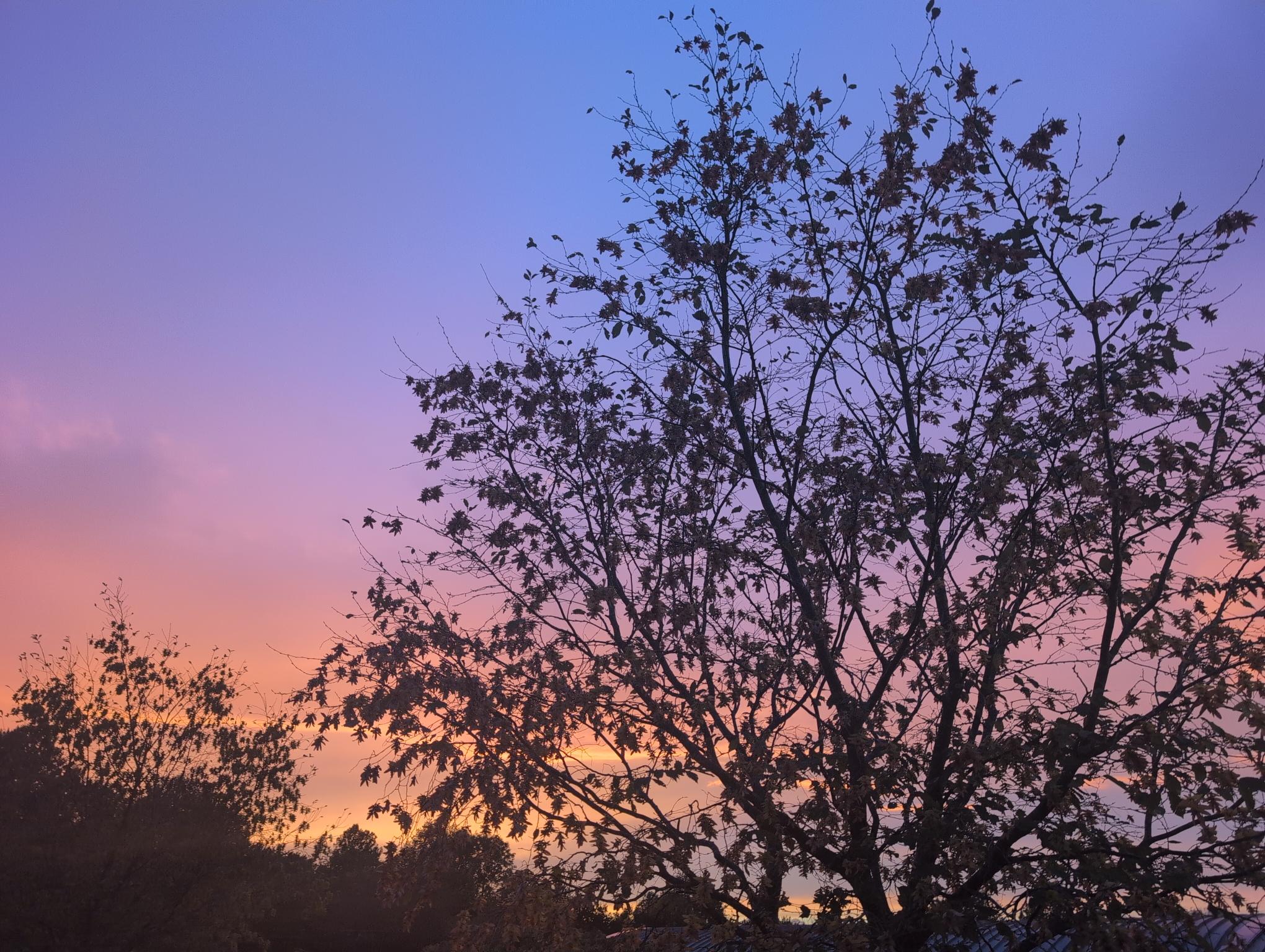 A tree silhouetted against a colourful evening sky