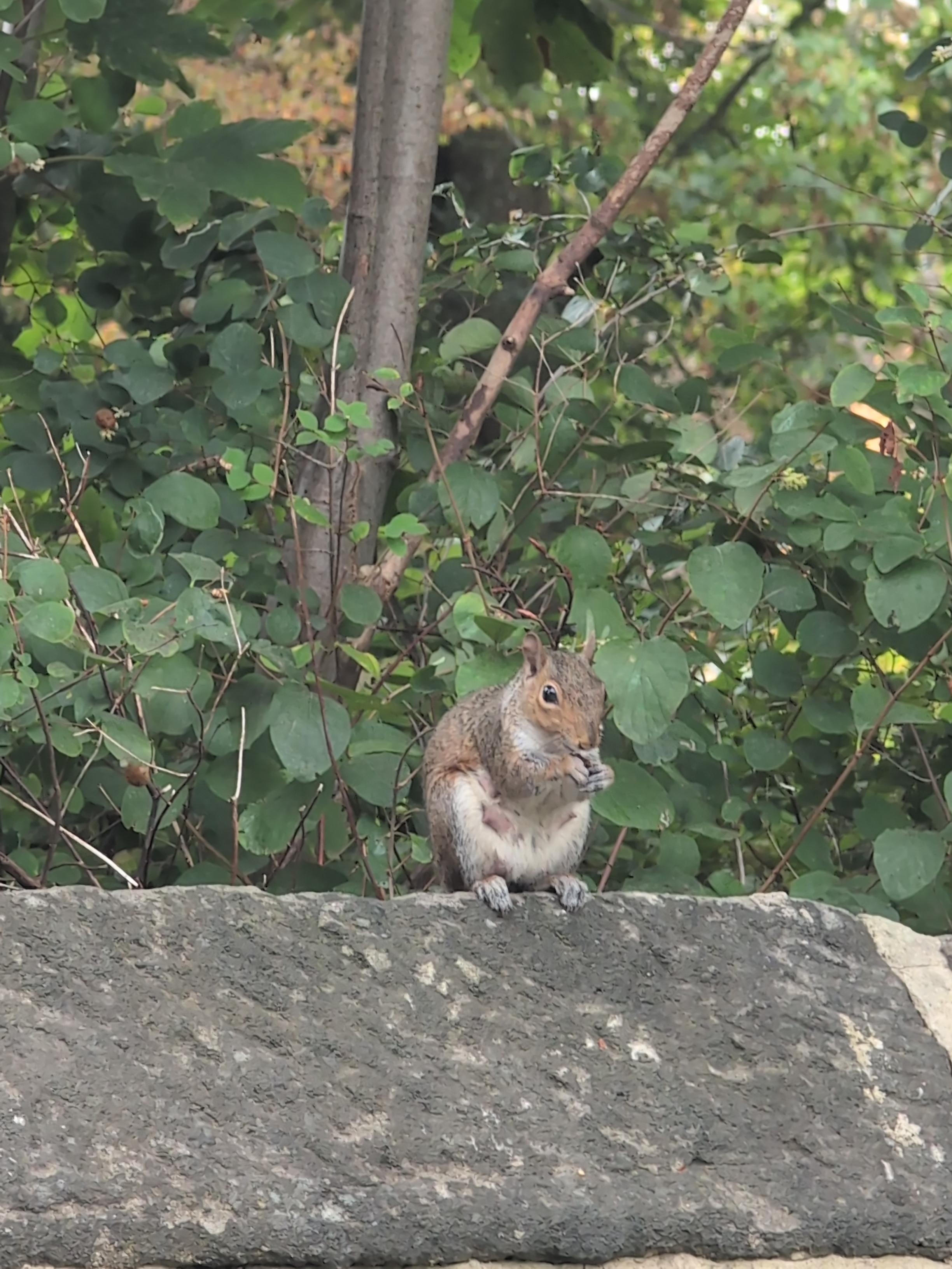 A squirrel sitting on a stone wall