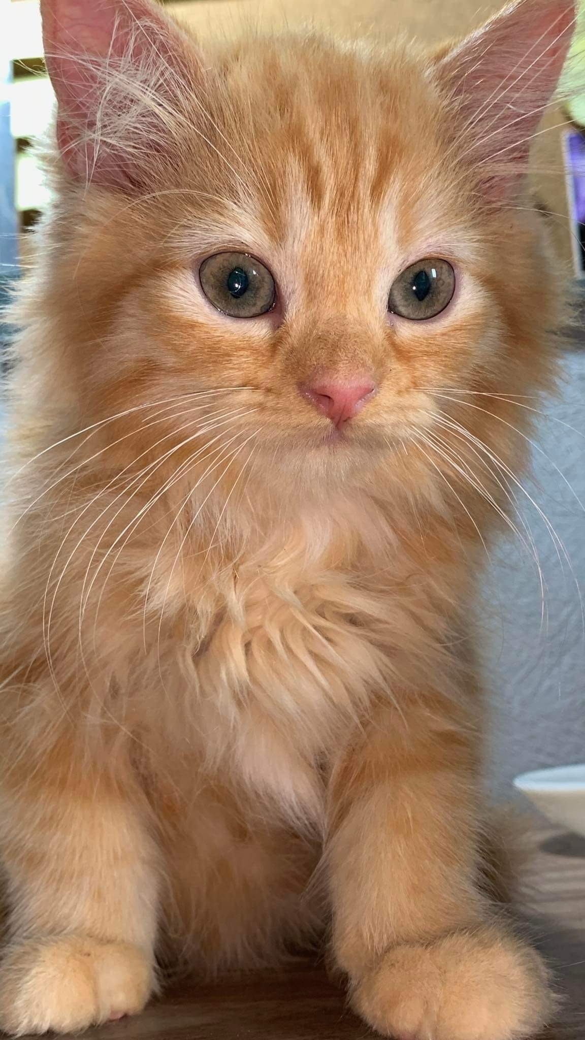 An adorable fluffy ginger kitten with big curious eyes